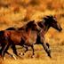 Save 2 Kaimanawa horses