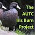 The AUTC Iris Burn Project