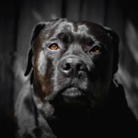 Jack Dog Center (JDC Rescue)