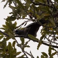 Rotoehu Ecological Trust