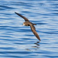 A Rocha Aotearoa New Zealand