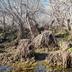 TE HENGA WETLAND COLLECTIVE INC