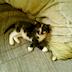 Shar Prasad - Crazy Cat Lady Cat Rescue South Auckland