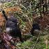 Reforest Northern Southland's avatar