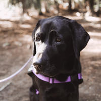 NZ Epilepsy Assist Dogs