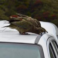 Kea Conservation Trust