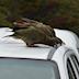 Kea Conservation Trust's avatar