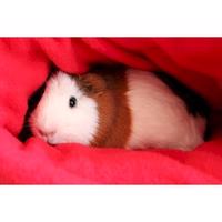 Auckland Cavy Care