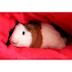 Auckland Cavy Care's avatar