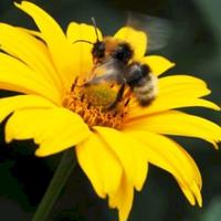 New Zealand Bumblebee Conservation Trust