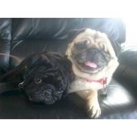 New Zealand pug rescue