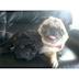 New Zealand pug rescue's avatar