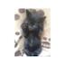 Dunedin Cat Rescue 's avatar