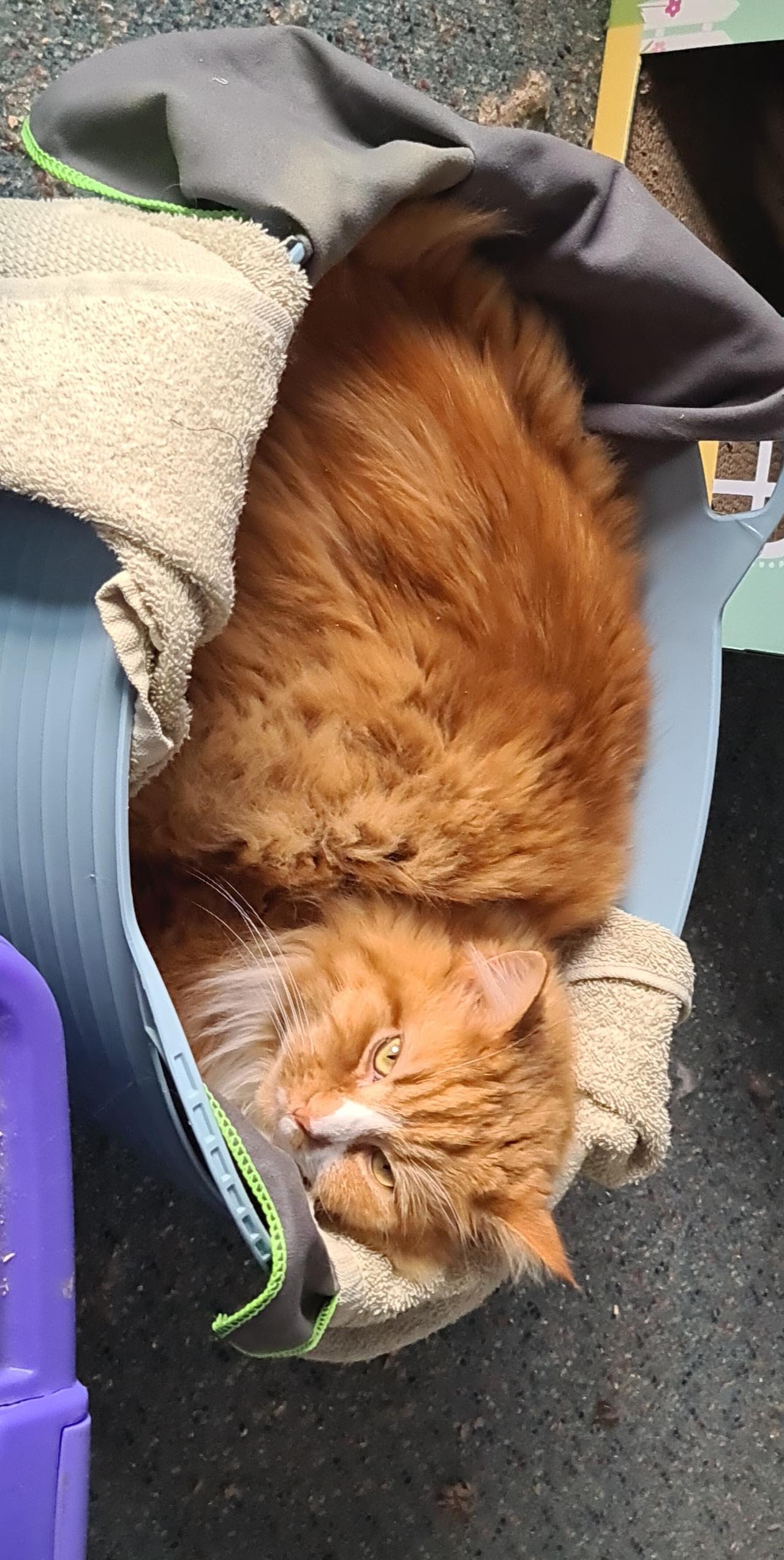 ED update for Thursday Help with Ed's emergency vet costs Givealittle