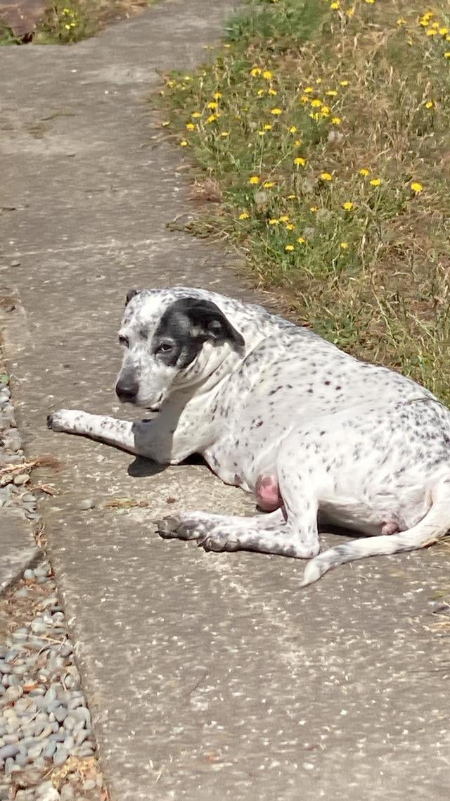 Please Help Save Our Dog! - Givealittle