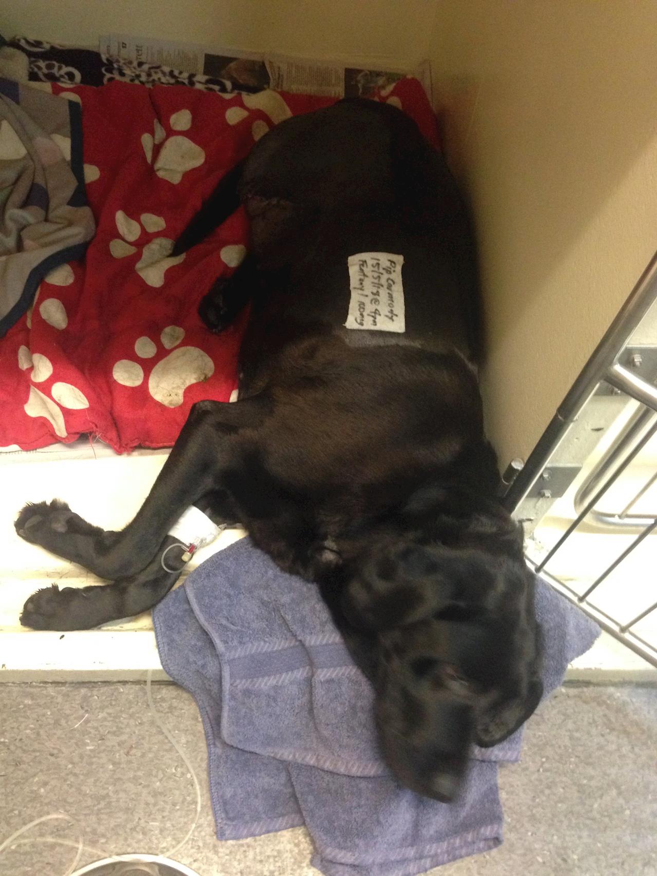 Pip had her leg amputated Pip the Labradors recovery! Givealittle