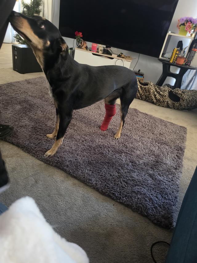 Help Save Phoebe’s Leg - Updates - Givealittle