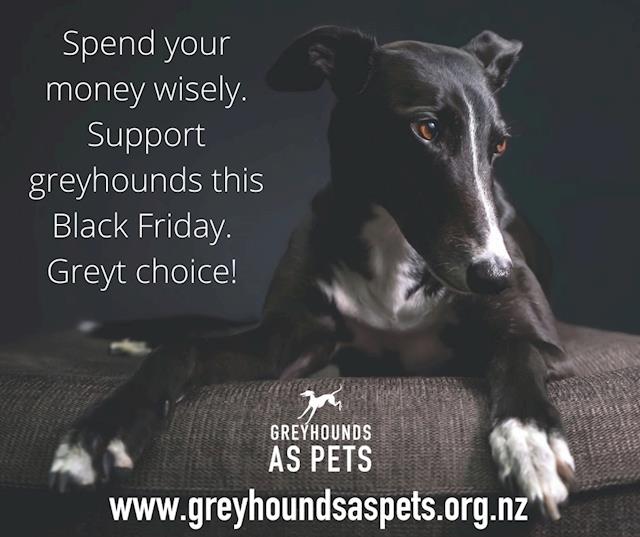 Greyhounds As Pets Updates Givealittle