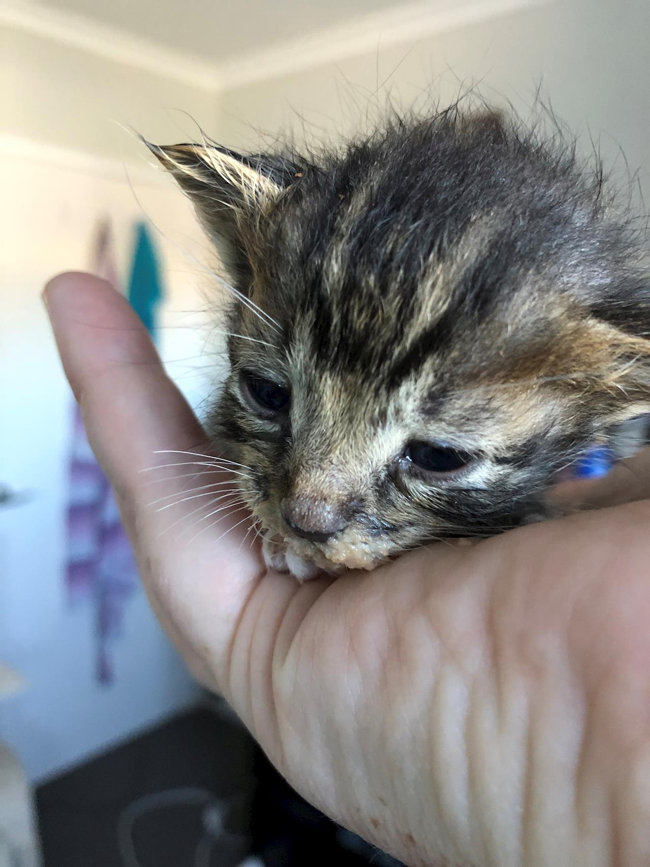 cat rescue kittens