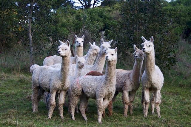 alpaca mountain rescue