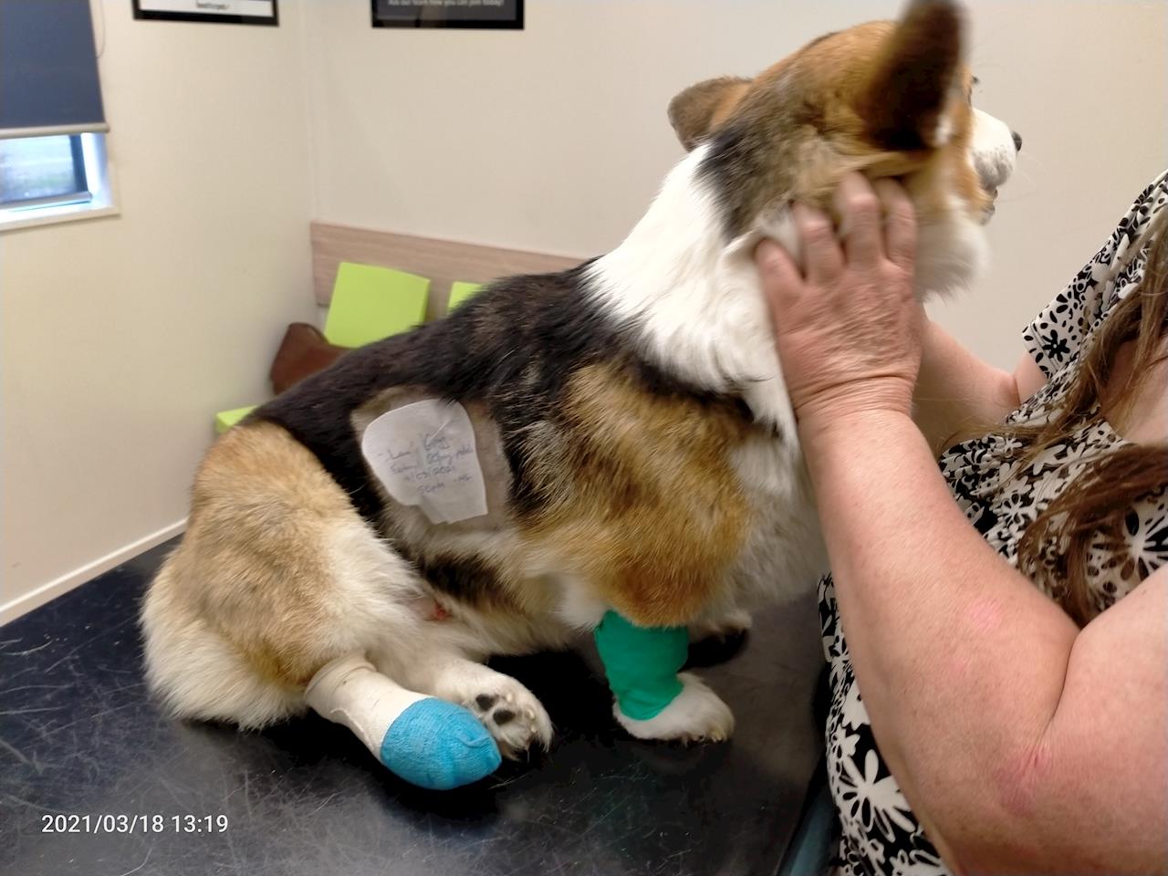 Lara Vet Visit Help Save Lara The Corgi Givealittle