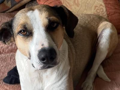 Urgent Help for Pearl After a Freak Accident - Veterinary Costs