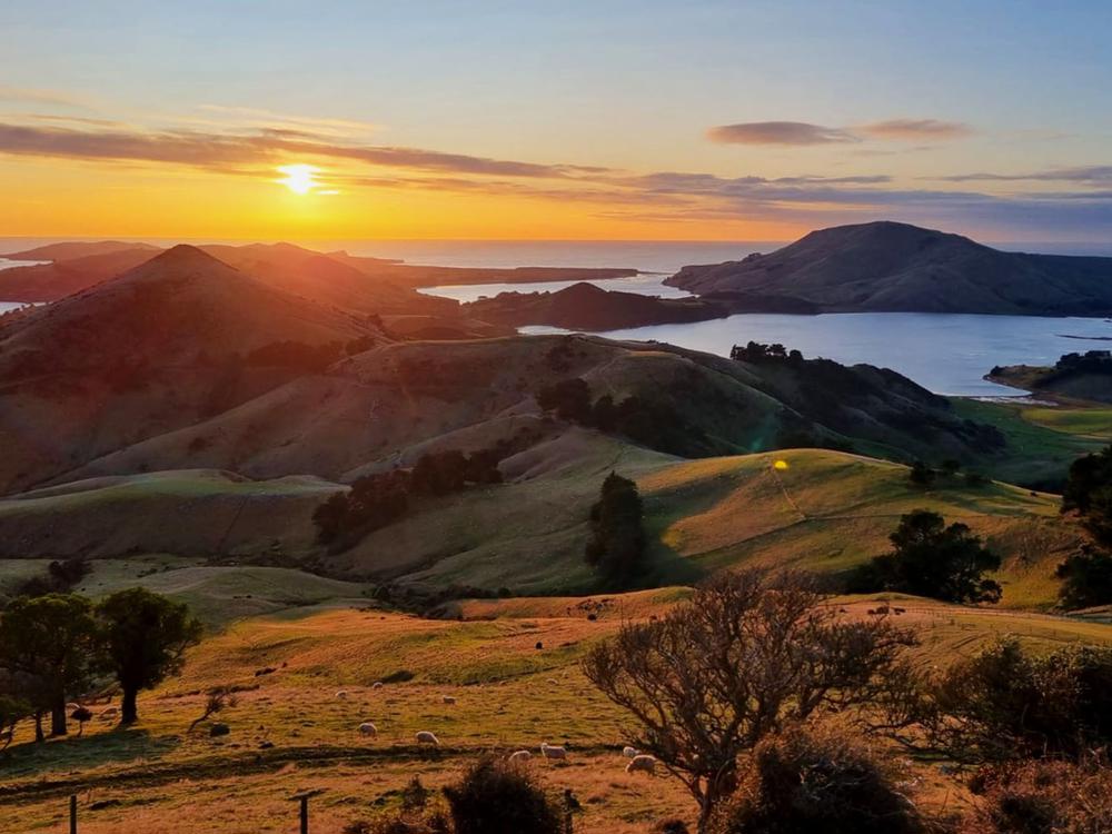 Otago Peninsula Biodiversity Trust Givealittle