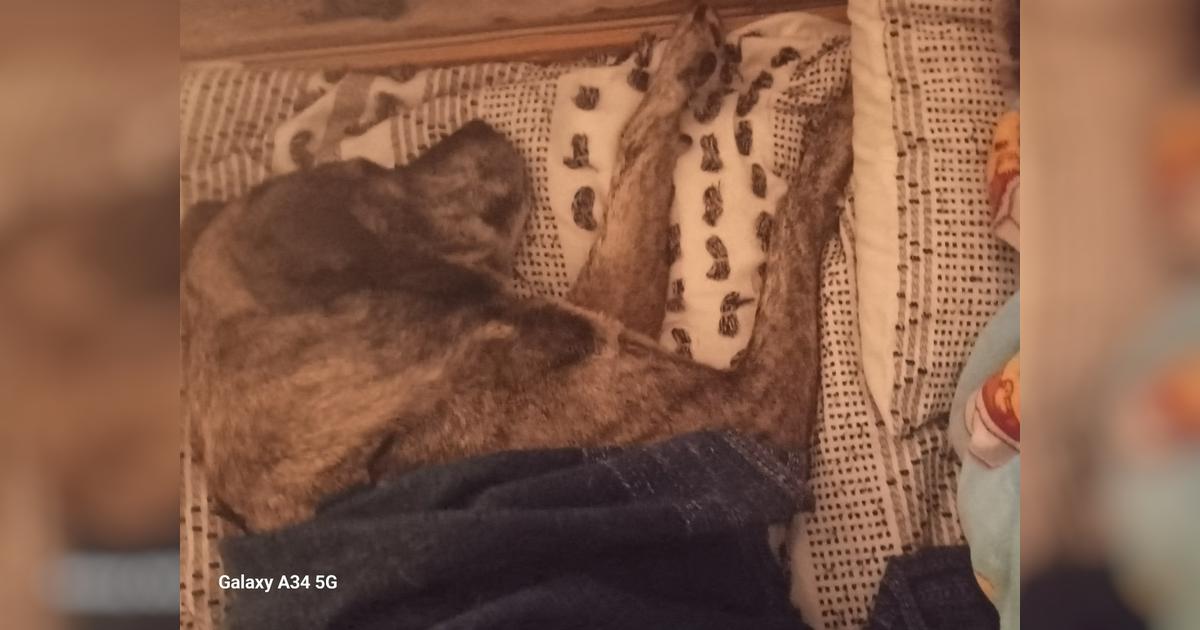 Munta ,best companion and Kids pet - Givealittle
