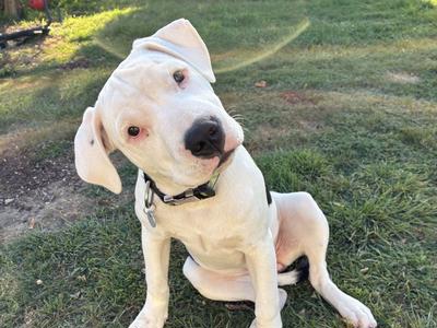 Rescue the Rescue: Help Us Find a Home