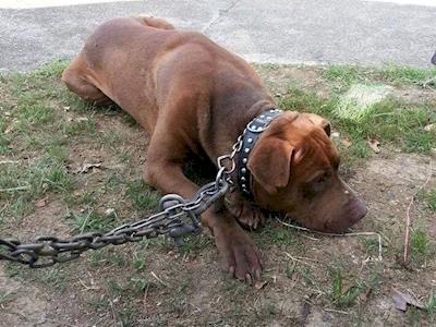 Serenas Fight for CDANZ