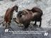 Help save our tahr and other big game animals in New Zealand.'s avatar