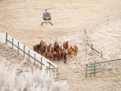 149 Wild Kaimanawa Horses. 149 Lives Saved.