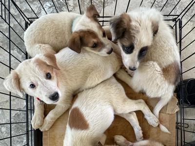 Cats and Dogs need us! 🥺