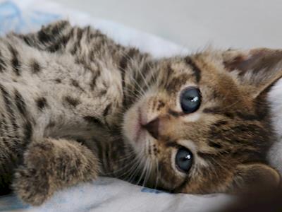 Purchasing a permanent home for animals