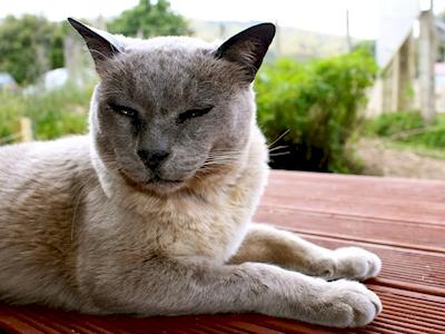 Farewell to Nana cat