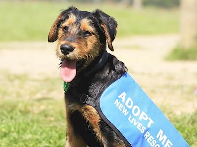 New Lives Animal Rescue