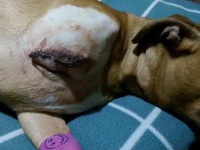 Loving Lucas needs your help