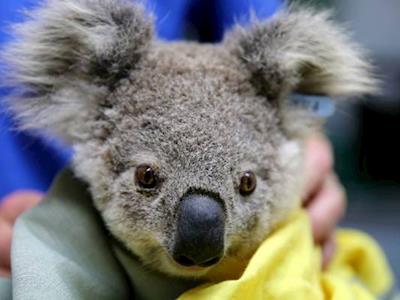 Laura's Birthday Fundraiser