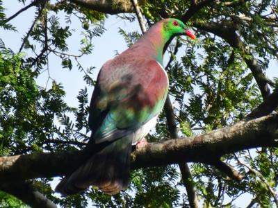 Bay Bush Action marquee fundraiser