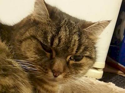 Pudding needs Teeth Removed