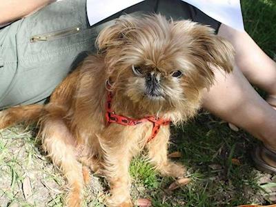 Patella Surgery for Charlie