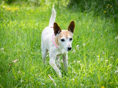 HOPE FOR SPOT: URGENT HELP NEEDED FOR SURGERY COSTS