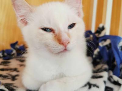 Help Foster Kitten Champagne with his health issues