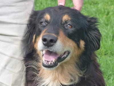 Loving, gentle Boss needs surgery to save him