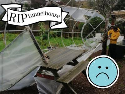 Save Our Seedlings! Our tunnelhouse got smashed in the storm!