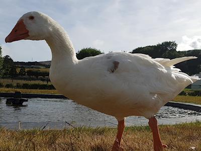 Memorial Plaque for Thomas the Blind Goose