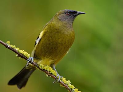 T.R.A.P. Project - Trapping for Restoration and Protection