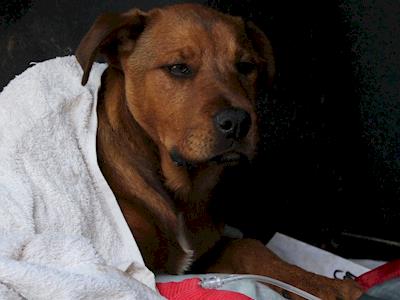 Help us save Sheeba and Arlo's life