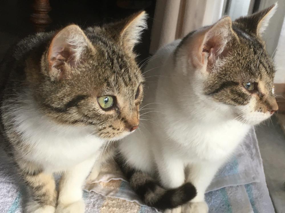 The Story of Murch Cat Welfare - Givealittle