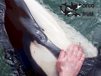 Can you aid in supporting ORCA RESEARCH TRUST & Team in the rescue, rehabilitation and reintroduction of the lone orca calf!